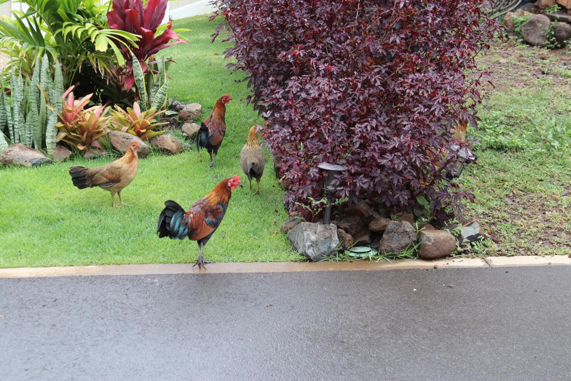 New 4 Bedroom Home With Ocean And Gorgeous Mountain Views In The Gated Community Of Mauna Olu Waianae Ngoại thất bức ảnh